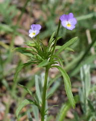 Viola hymettia