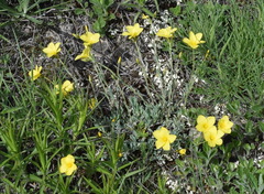 Linum pallasianum