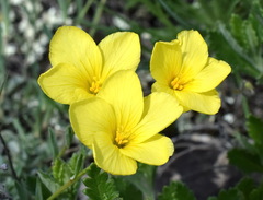 Linum pallasianum