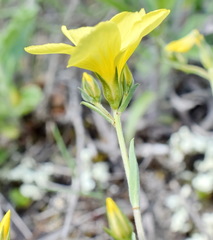 Linum pallasianum