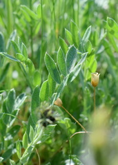 Astragalus glaucus