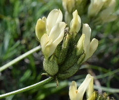 Astragalus glaucus