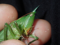 Pseudorhynchus mimeticus