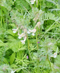 Vicia pannonica