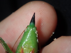 Pseudorhynchus mimeticus