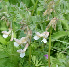 Vicia pannonica