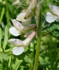 Vicia pannonica