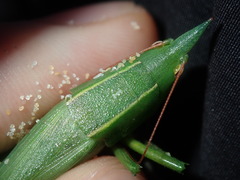 Pseudorhynchus mimeticus