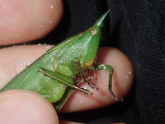 Pseudorhynchus mimeticus