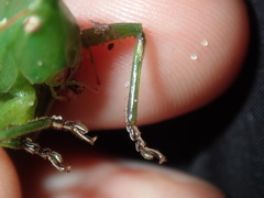 Pseudorhynchus mimeticus