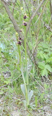 Ophrys aghemanii