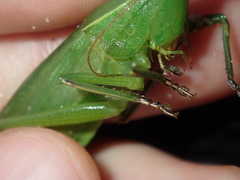 Pseudorhynchus mimeticus