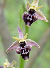 Ophrys aghemanii