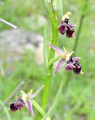Ophrys aghemanii