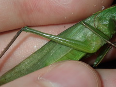 Pseudorhynchus mimeticus