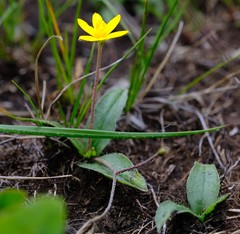 Hypoxis parvula parvula