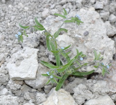 Rochelia retorta