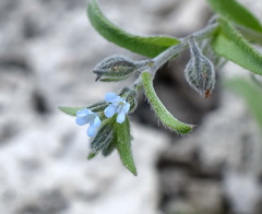 Rochelia retorta