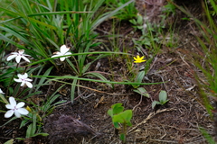 Hypoxis parvula parvula