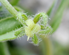 Rochelia retorta