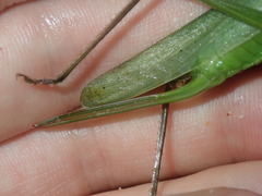 Pseudorhynchus mimeticus