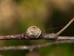 Eriococcidae