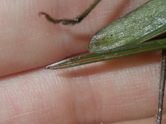 Pseudorhynchus mimeticus