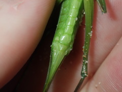 Pseudorhynchus mimeticus