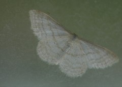Idaea macilentaria