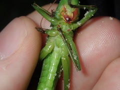 Pseudorhynchus mimeticus