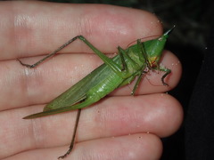 Pseudorhynchus mimeticus