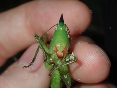 Pseudorhynchus mimeticus