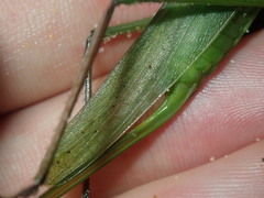 Pseudorhynchus mimeticus