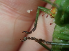 Pseudorhynchus mimeticus