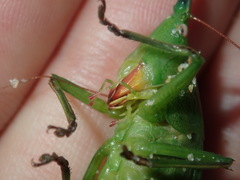 Pseudorhynchus mimeticus