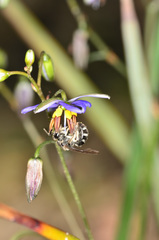 Lasioglossum calophyllae