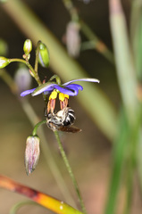 Lasioglossum calophyllae