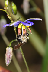 Lasioglossum calophyllae