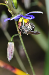 Lasioglossum calophyllae