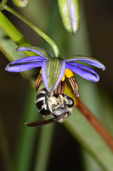 Lasioglossum calophyllae