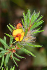 Pultenaea daltonii