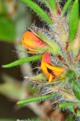 Pultenaea daltonii