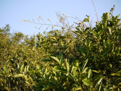 Ouret sanguinolenta