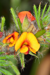 Pultenaea daltonii