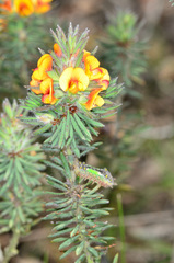 Pultenaea daltonii