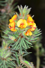 Pultenaea daltonii