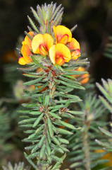 Pultenaea daltonii