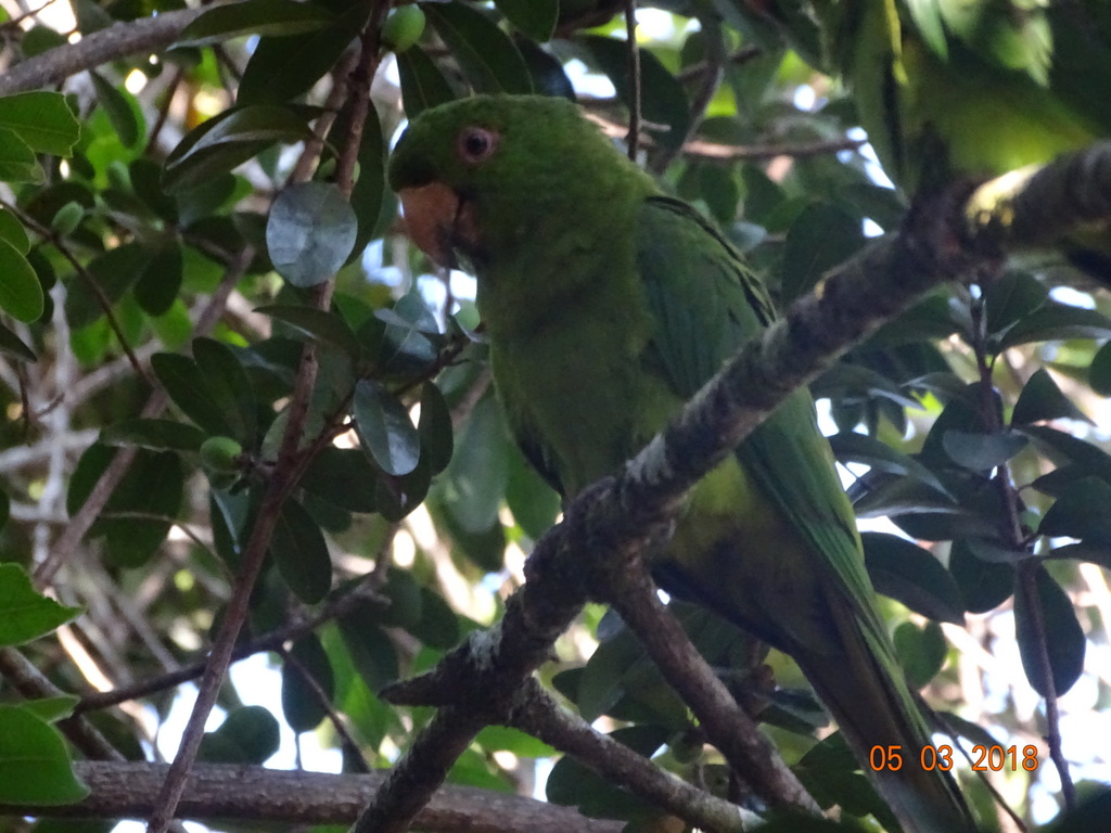 Psittacara brevipes