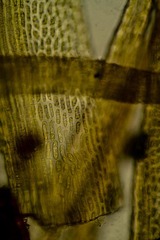 Dicranum elongatum