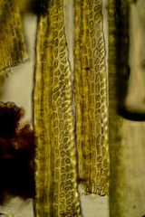 Dicranum elongatum
